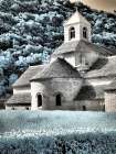 France, Provence. Blooming purple lavender fields at Senanque Abbey. Art Print